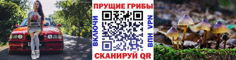 купить наркотики сайты  Теберда  Псилоцибиновые грибы Magic Shrooms 